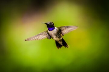 Hummingbird 