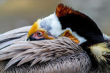 Pelican Eye