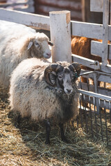 Livestock. A ram and sheep in a pen. The concept of animal husbandry and rural life. Sheep in the fresh air. Close-up. A pet on a private eco-farm. Agricultural industry.