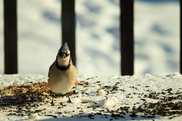 This beautiful blue jay seems to be posing for this picture. The snow all around this bird makes...