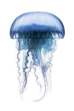 Blue jellyfish on a white back