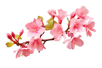 Naklejka premium pink cherry blossom flower on white