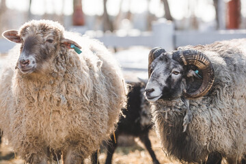 Livestock. A ram and sheep in a pen. The concept of animal husbandry and rural life. Sheep in the...