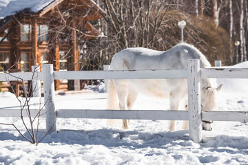 A beautiful portrait of a white horse in a paddock on a ranch on a winter morning, on a private...