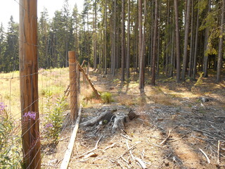 Fence in the forest