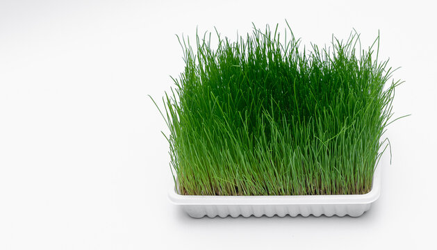 Zielona trawka w plastikowym białym pojemniku, dla zwierząt domowych 