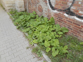 Vegetation near a brick wall
