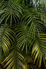 palm tree leaves