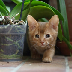 Abessinier Kätzchen auf dem Balkon © Heidi Bollich
