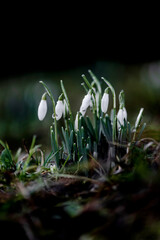 snowdrop flowers on a meadow