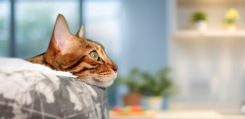 Bengal cat resting in a cat bed. Side view.