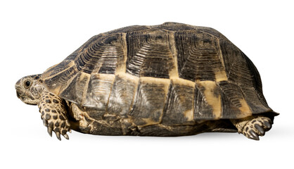 A small land turtle crosses the road.