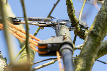 Early spring gardening work - pruning the fruit trees with a telescopic pruner