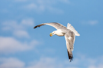 Herring gull, Larus argentatus, in flight having gathered a shell from the beach. Magdalen Islands, Canada. Soft summer sky background. - 751458282