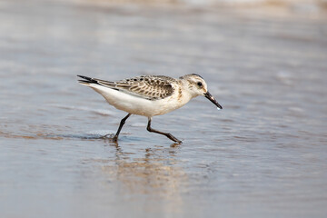 A sanderling, calidris alba, searhing for food along the water line, and a water droplet hangs from the beak. Magdalen Islands, Canada. - 751458616