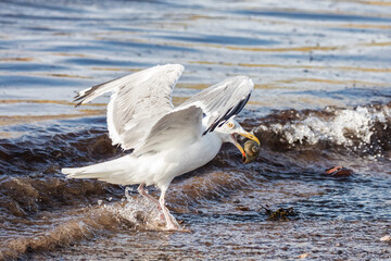 Herring gull, Larus argentatus, about to take off having gathered a shell from the beach. Magdalen Islands, Canada. - 751458629