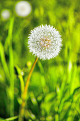 Dandelion, flower and plant in meadow at countryside, field and landscape with grass in background. Botanical garden, pasture and echinops with petals in bloom in backyard, bush or nature in Spain