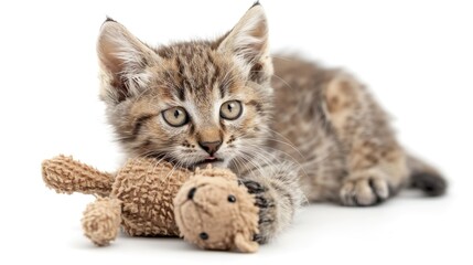 Obraz premium whisker cuddles: a tabby kitten's tender moments with its plush friend