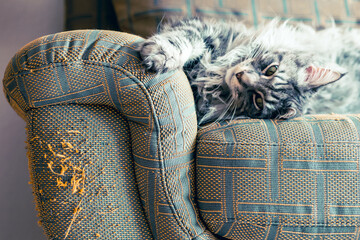 Cat left its mark on the sofa with its claws. © Viktor