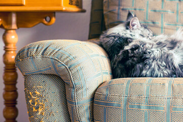 Evidence of a cat's claws on the sofa. - obrazy, fototapety, plakaty