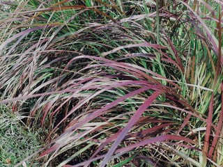 Red vetiver leaves background or texture