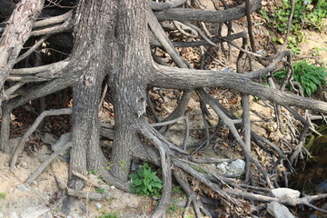 These tree roots have had the soil eroded away several feet below grade level on the banks of a large urban stream. Look hard to the left, you will see the head of a coyote looking outward as it hides