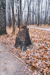 figured stump in an autumn park among fallen leaves