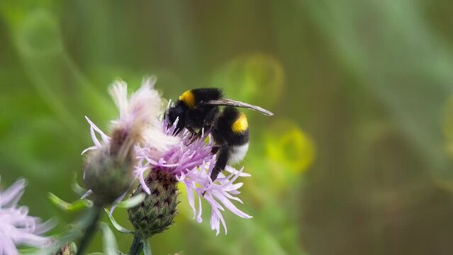 A bee attacks a bumblebee on a flower