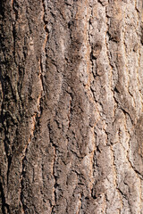 Ginkgo tree bark detail
