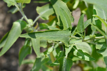 Canary Island sage leaves
