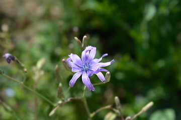 Blue lettuce flower