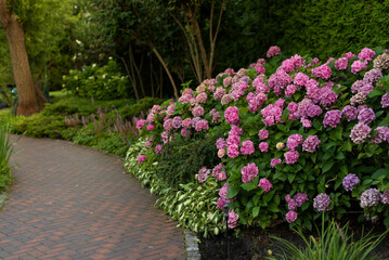 Bushes of lushly blooming pink hydrangea along the alley in the park.