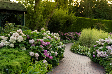Bushes of blooming pink hydrangea along a cobblestone path in a park