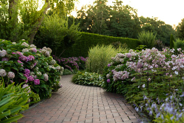 Bushes of blooming pink hydrangea along a cobblestone path in a park