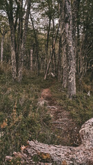 footpath in the woods