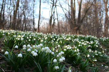 Spring in the park. Spring in the forest. Snowdrops in the forest