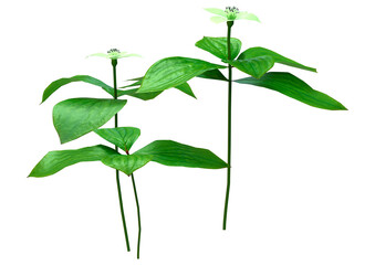 3D Rendering Bunchberry Flowers on White