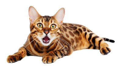 Full length purebred Bengal cat on a transparent background