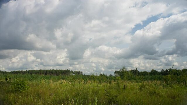 Time-Lapse of a cloudy sky over a young forest