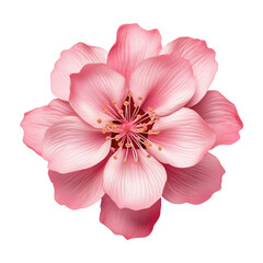 Naklejka premium Beautiful sakura flowers isolated on white