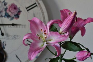 pink lily flower