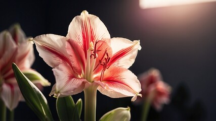 Obraz premium Enchanting Garden Scenes Featuring Vibrant Lily Flowers and Blur Bckground, Macro Closeup Shot