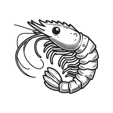 recommend clip art: Line art of shrimp cartoon vector