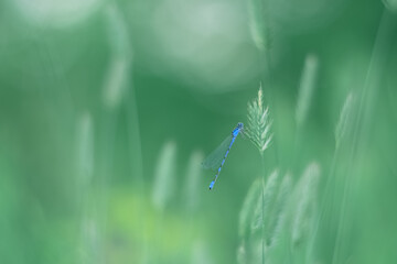 Blue dragonfly sitting on green grass in a meadow. Selective focus. Beautiful dreamy image in nature. - 751482409