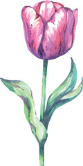 Watercolor tulip. Hand drawn flower. Bright flower, creativity. Spring, bloom