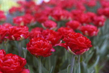 Beautiful red-orange tulips in the garden