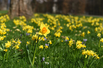 Spring. Beautiful yellow daffodils in the flower bed