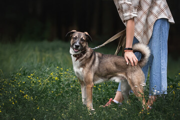 Learning the commands of a dog from a shelter. Training a dog to find a home