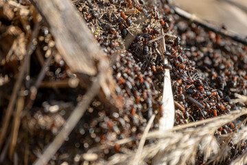 A background of red ants awakening in spring on the anthill