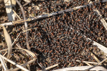 A background of red ants awakening in spring on the anthill